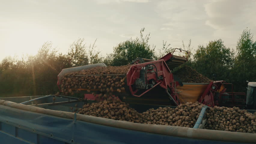 Seasonal harvest of potatoes. Harvesting potatoes using large agricultural machinery. Footage of potato harvest.