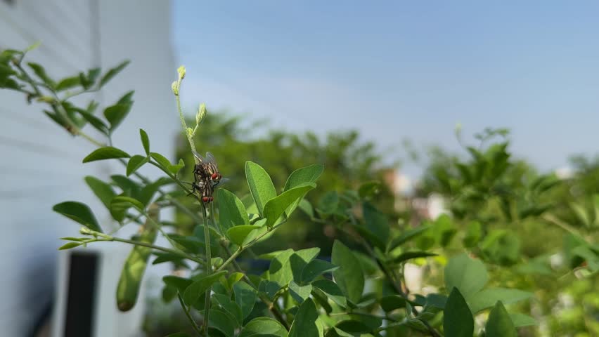 Black flies mating on leaves and moves away