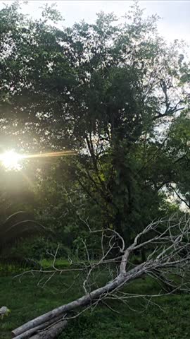 beautiful scene of a large tree bathed in warm sunlight. The tree's lush green foliage creates a canopy of shade, while sunlight filters through the leaves, casting dappled light on the ground.