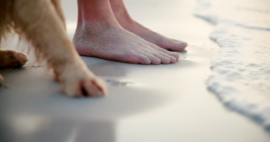 Dog, person and ocean with feet, paws and together for bonding, care or love by waves in summer. Owner, pet and wet fur for animal by shore, sea or beach for holiday, relax and outdoor in Costa Rica