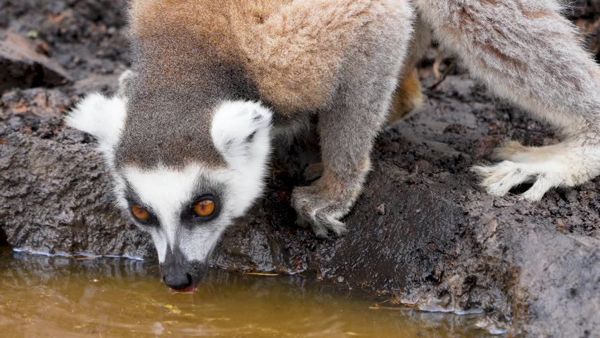 A mother ring-tailed lemur (Lemur catta) drinks from a pond while her baby clings to her neck. The baby hides under its mother