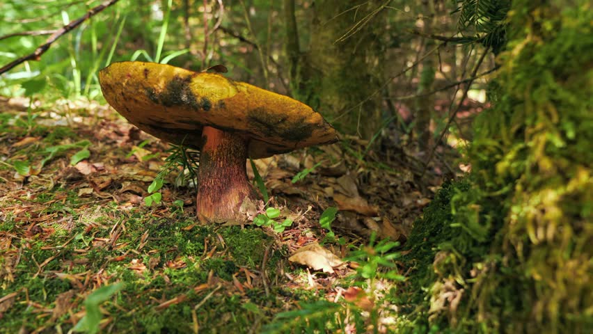 A Close-Up of a Mystical Mushroom in a Lush Forest Setting, Ideal for Fantasy Videos and Magical Woodland Scenes. Content Focused on Fairy-Tale Storytelling and Enchanting Forest Atmospheres.