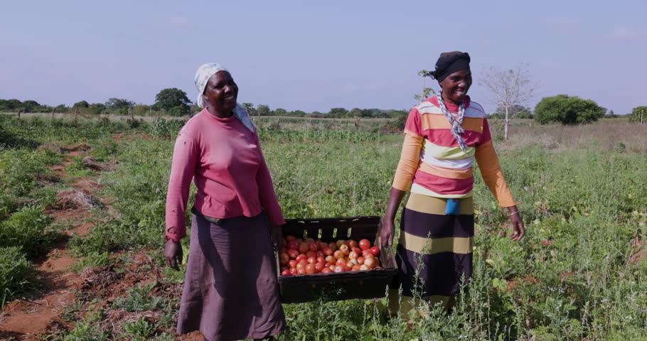 Two black african female subsistence farmers holding a crate of tomatoes they picked on a small scale vegetable farm