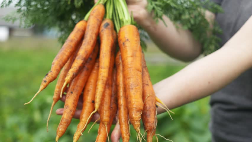 Farmer holding Fresh and delicious Carrots Harvested straight from the Garden, ready to eat and enjoy