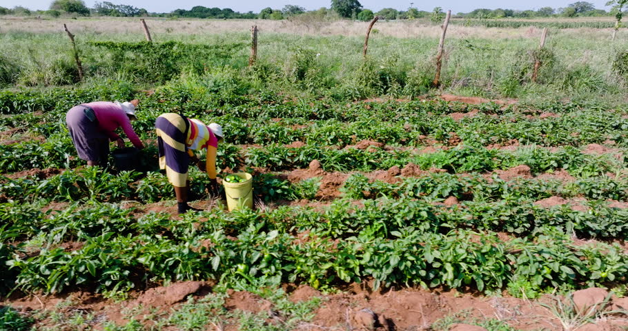 Panning view. Two black african female subsistence farmers picking green peppers on a small scale vegetable farm