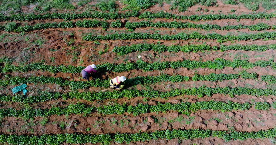 Straight down aerial view. Two black african female subsistence farmers picking green peppers on a small scale vegetable farm