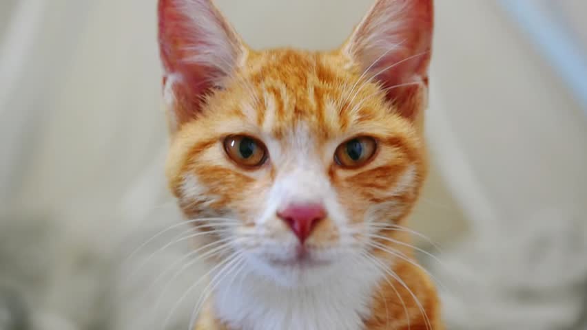 Cute orange cat front view looking at eyes blurred background slow motion video