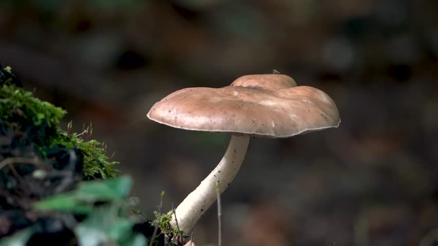 Deer Mushroom with an insect walking around it on a tree stump, fungi Pluteus cervinus