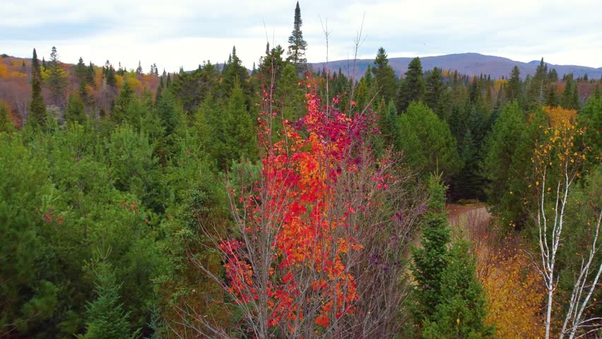 Autumnal Nature Colors Near Mont-Tremblant In Quebec, Canada. Aerial Drone Shot