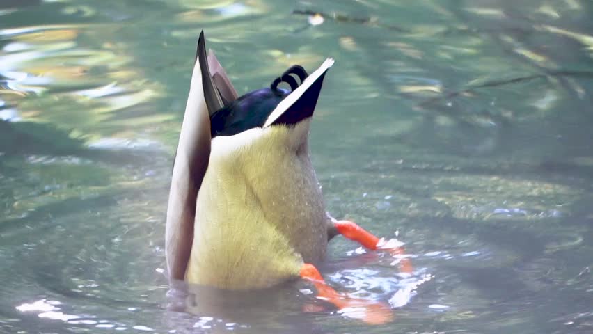 Close up of a male ducks in the water with butts in the air. Bird with tail in the air hunting for food, short video