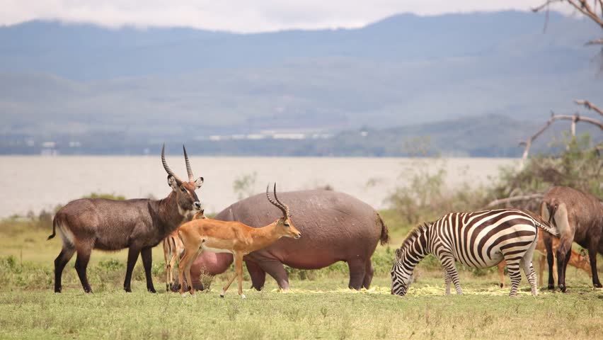 Wildlife gathering by the water in Crescent Island, Kenya with zebras, antelopes, and hippos