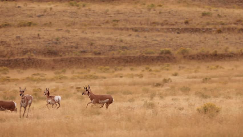 Pronghorn in Yellowstone National Park in Wyoming. Slow Motion.