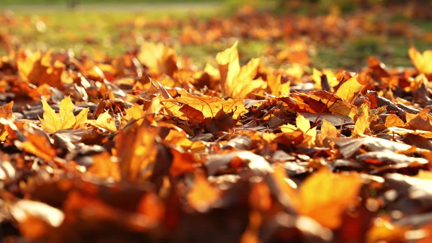 Close-up of colorful autumn leaves scattered on the ground, gently rustling in the breeze. A serene fall scene perfect for nature projects.