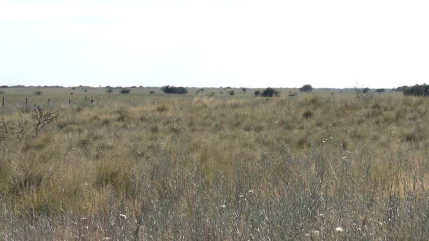Expansive Landscape of La Pampa with Low Vegetation, Argentina