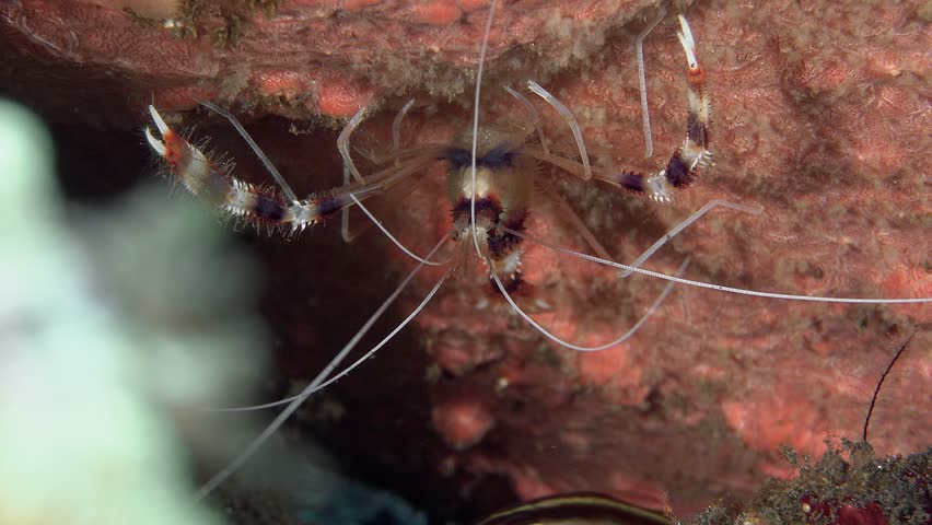 A striped shrimp with long claws and whiskers sits head down on a red coral. Banded boxer shrimp (Stenopus hispidus) 6 cm ID: red and white bands on the body and claw arms.