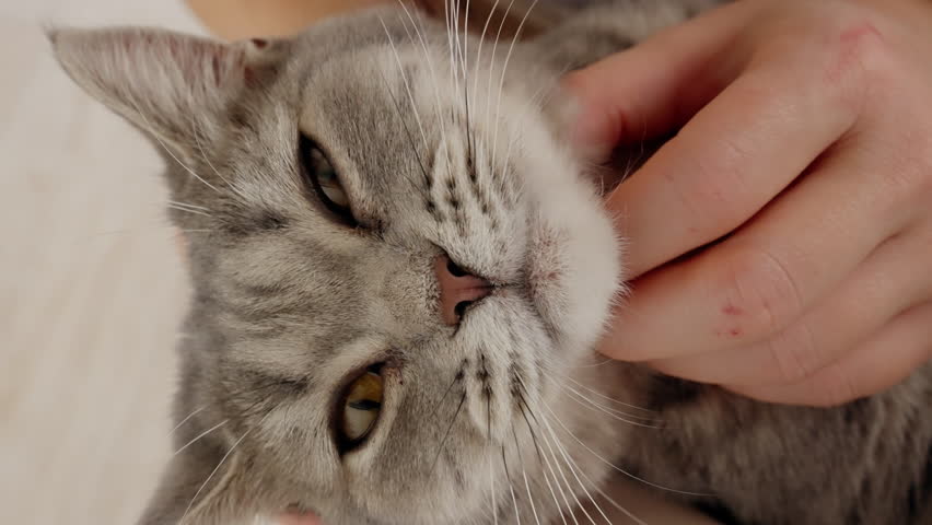 Woman lovingly stroking a charming scottish cat under the chin captures a joyful moment. The cat closes its eyes in bliss, reflecting a deep bond of love and trust