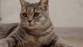 Charming gray tabby cat with expressive eyes gazes around, blinking and tilting its head, displaying a variety of relaxed and curious facial expressions - Powered by Shutterstock - Get 15% off with code: PIKWIZARD15