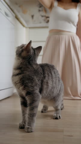Playful gray tabby cat leaps and stretches, captivated by a feather toy held by a woman in a pink skirt, showcasing agility and energy in a fun indoor setting
