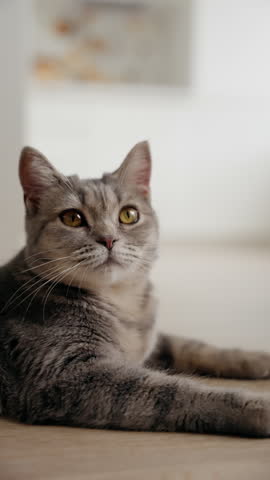 Beautiful grey tabby cat with striking yellow eyes lies on the floor, curiously looking around. The relaxed feline exudes a playful charm in a bright, comfortable indoor setting