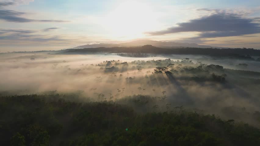 Drone point of view flying over the fog over the forest and trees with the sunrise at golden hour and hills in the morning in the background - Powered by Shutterstock - Get 15% off with code: PIKWIZARD15