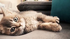 a cute kitten playing on the sofa - Powered by Shutterstock - Get 15% off with code: PIKWIZARD15