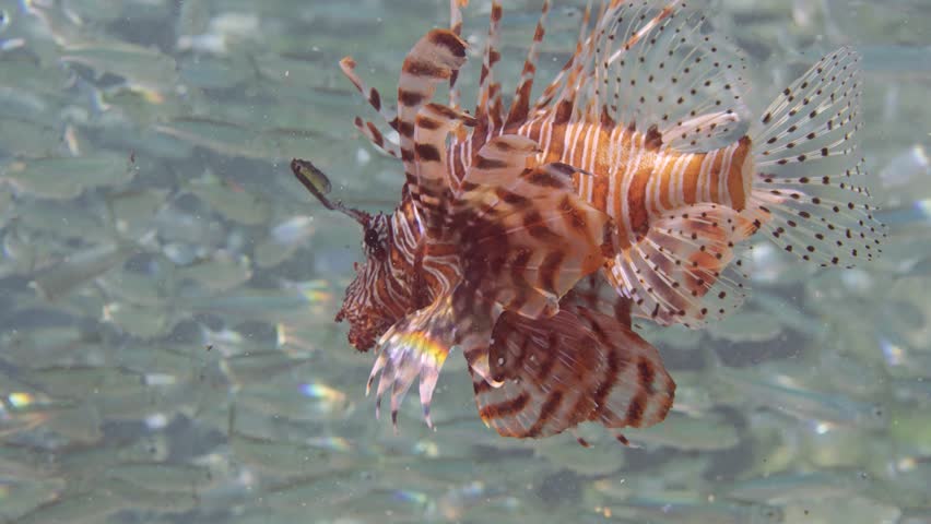 Red Lionfish or Common Lionfish (Pterois volitans) hunting floats inside a large shoal of Silversides Atherina fish (Atherinomorus forskalii) on sunny day in bright sunrays, Close up, Slow motion