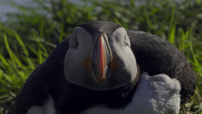 Puffin close-up sitting on grassy cliffside at coastline during early morning in a picturesque natural habitat