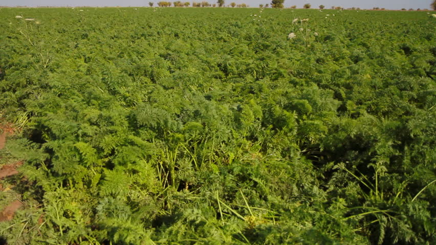 Tractor is moving on the field and digging carrots out.