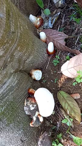 collection of mushrooms in the rainy season