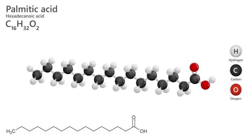 Palmitic acid or hexadecanoic acid. Palm oil. Animated 3D model of a molecule. Molecular formula: C16H32O2. Chemical model: Ball and stick. White background. 3D rendering. Seamless loop.