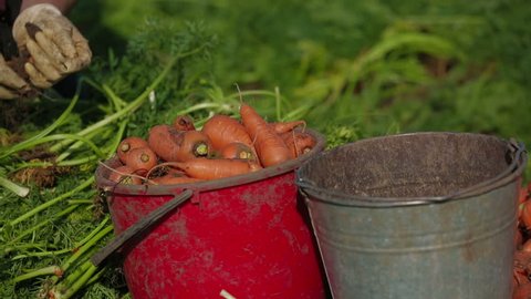 Heap of carrots on the ground,worker is tearing folage off carrots and puts them into bucket.