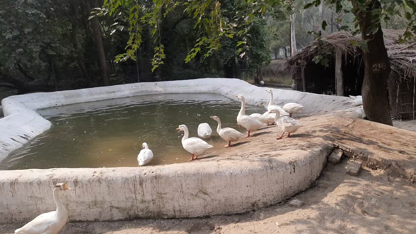 Group of Ducks near the pond