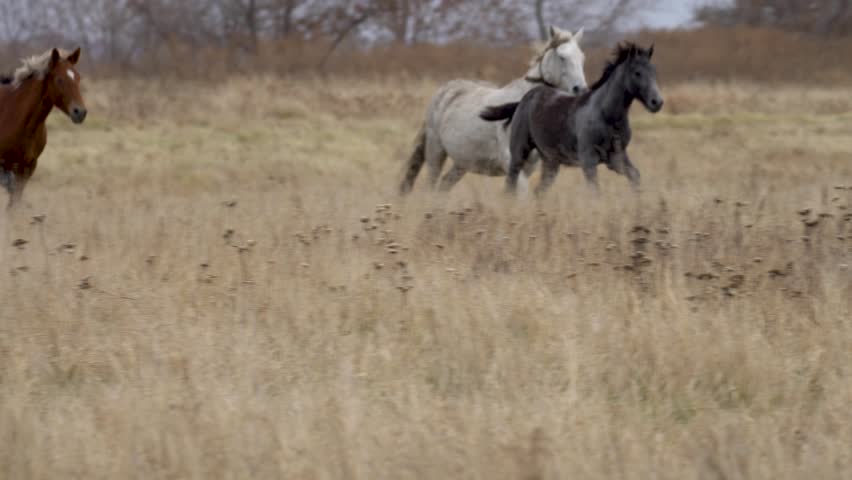 horse and foals are running across the field. a horse gallops across the field.
