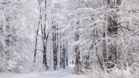 Christmas snowy landscape, winter park trees in cloudy December day. Winter wonderland scene with snowfall, winter background with Christmas mood - Powered by Shutterstock - Get 15% off with code: PIKWIZARD15