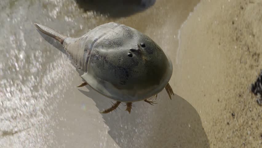 Animation of the giant extinct Eurypterid Hibbertopterus scouleri. These are often referred to as "Sea Scorpions".