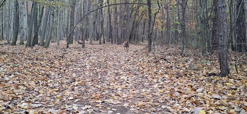  An autumn walk in nature with a dog. Belgian sheepdog
