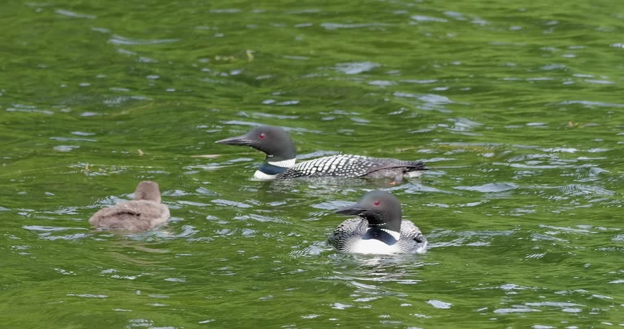 Loon birds, two adults and one chick, floating on the water of a Minnesota lake.