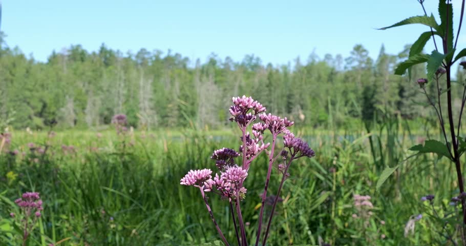 Joe-Pye Weed or Eeutrochium wild flower plants near the shore of beautiful Lake Itasca in the northern Minnesota State Park of the same name.
