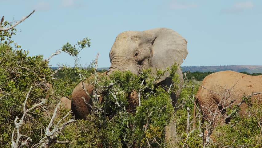 A family of adult elephants plucks green leaves from trees with their trunks and eats. Wildlife of South Africa in Addo National park. Closeup shot.
