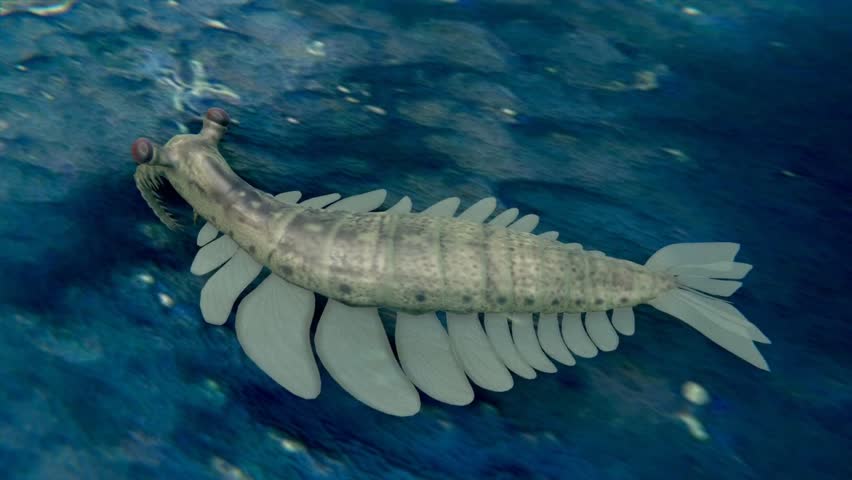 An animation of the extinct prehistoric species Anomalocaris on a Cambrian Period seafloor (541 to 485 million years ago).
