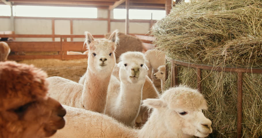 A group of adorable alpacas gathered inside a barn, showcasing their fluffy coats and curious expressions. Llamas and alpacas inside a spacious barn enclosure