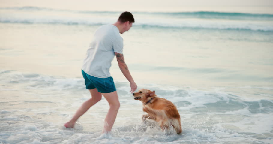 Beach, travel and man with dog, energy and vacation with happiness, bonding together and game. Ocean, seaside and person with pet, golden retriever and summer holiday with nature, playing or smile