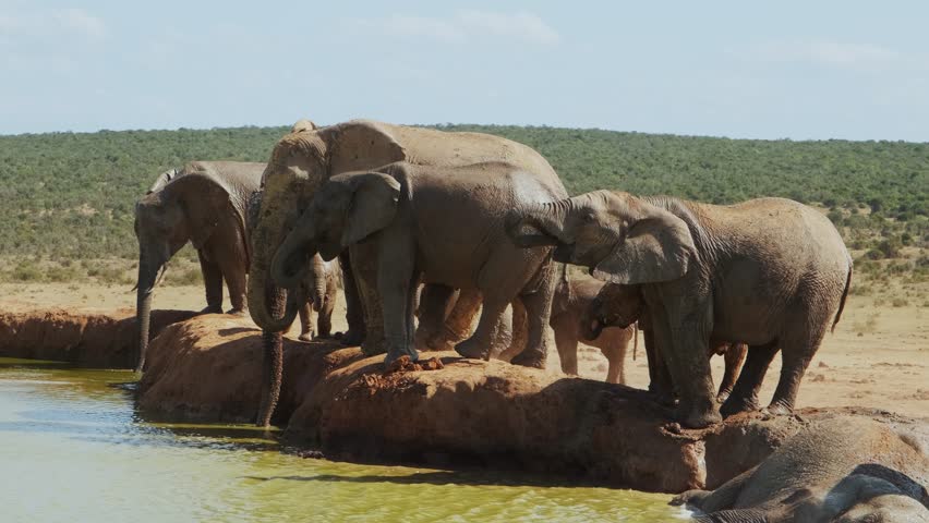 Group of adult and baby elephants stands on the shore of a pond, drinking water, quenching their thirst and escaping the heat during a hot, sunny day in the savannahs of South Africa.