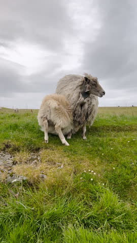 Two beautiful Faroese sheep play in a grassy field at the top of a mountain. Dramatic clouds overhead. Located on the small remote Scandinavian island of Nólsoy within the Faroe Islands.
