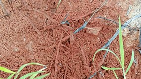 brown or reddish rusty-colored stains on the drying up puddle soil surface. 
 - Powered by Shutterstock - Get 15% off with code: PIKWIZARD15