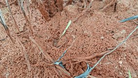 brown or reddish rusty-colored stains on the drying up puddle soil surface. 
 - Powered by Shutterstock - Get 15% off with code: PIKWIZARD15