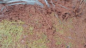 brown or reddish rusty-colored stains on the drying up puddle soil surface. 
 - Powered by Shutterstock - Get 15% off with code: PIKWIZARD15