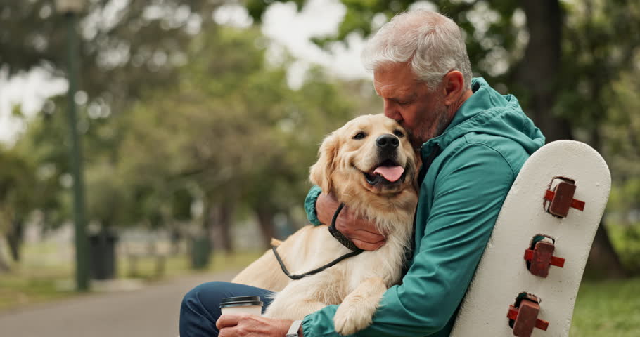 Park, love and senior man with dog outdoors for exercise, training and animal care in morning. Happy, pet and mature person with Labrador on bench for wellness, health and bonding together in nature