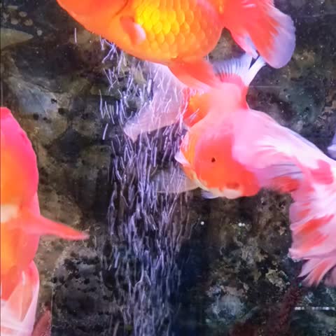 Surabaya, East Java, Indonesia 2 Nov 2024 The red and white crested lubu fish is very beautiful

