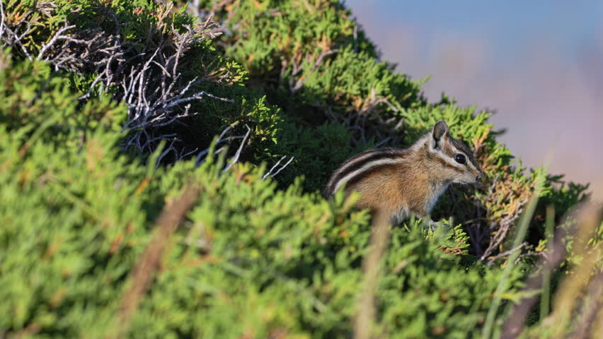 Olympic Chipmunk (Tamias amoenus caurinus) stands watch in a Krummholz Seaside Juniper (Juniperus Maritima) the Olympic mountains of Washington state during golden hour. 